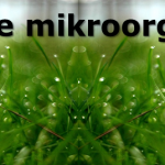 Effektive mikroorganismer (topbanner)